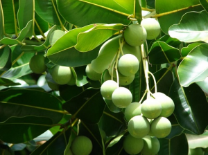 TRỊ SẸO LỒI HIỆU QUẢ VỚI 4 BÀI THUỐC QUÝ