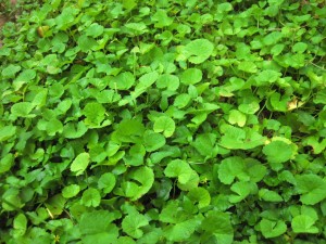 TRỊ SẸO LỒI CỰC KỲ HIỆU QUẢ BẰNG THIÊN NHIÊN